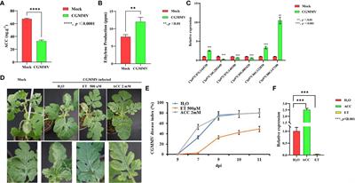 Ethylene enhances resistance to cucumber green mottle mosaic virus via the ClWRKY70-ClACO5 module in watermelon plants